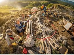 Sea monster skeleton near Phuket is a hoax