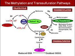 Magnesium deficiency causes Epigenetic Stress!