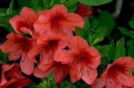 Image result for Azalea azaleas