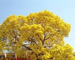 Imagem de Ipê amarelo de grande porte em uma praça