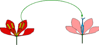 http://recursostic.educacion.es/secundaria/edad/1esobiologia/1quincena12/1quincena12_contenidos_4b.htm