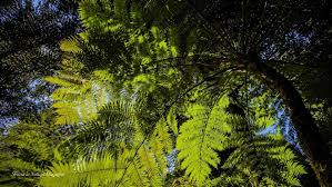 Regione Campania a Planta 2026: attività del Servizio Fitosanitario e programma all'Orto Botanico di Napoli