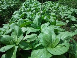 SAWI,TANAMAN,SAWI DAGING, LMGA AGRO
