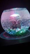 Image result for betta fish tank