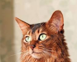 Somali cat looking anxiousの画像