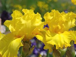 Image result for iris flowers
