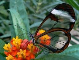 Image result for butterfly