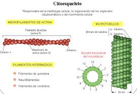 Resultado de imagen para citoplasma y citoesqueleto