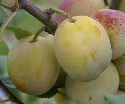 Image result for early transparent gage