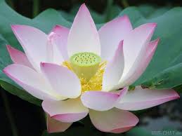 ������� ����� ����