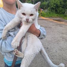 Найден белый кот /кошка (Екатеринбург, Сортировка ...