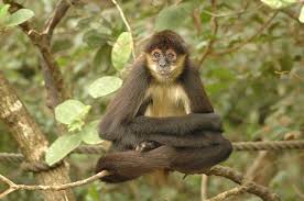 Image result for MONKEYS