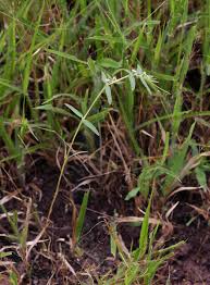 Image result for Euphorbia lupatensis