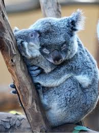 Koala Bears Pictures, Photos, and Images for Facebook, Tumblr ... via Relatably.com