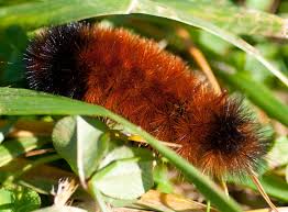 Image result for wooly bears
