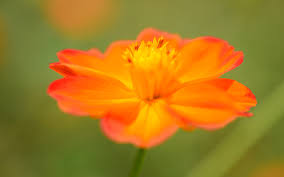 Image result for orange flower