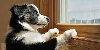 Image result for doggie doors for french doors