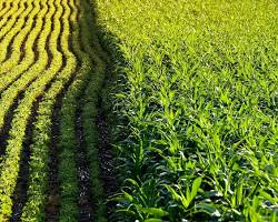 Image of Genetically modified crops