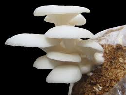 Image result for mushroom