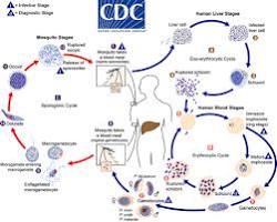 صورة Plasmodium falciparum life cycle