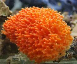 Image result for SPONGES