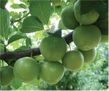 meyve ağaçları ile ilgili görsel sonucu