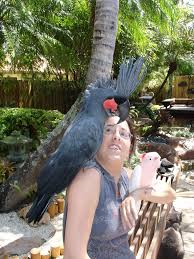 Image result for baby macaw parrot for sale