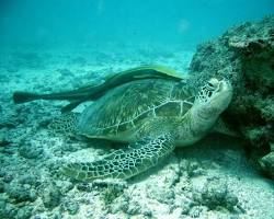 Image of Watamu Marine National Park Kenya