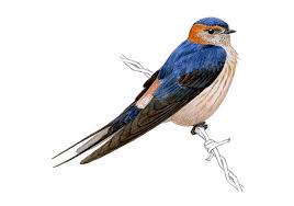 Resultado de imagen de golondrina daurica