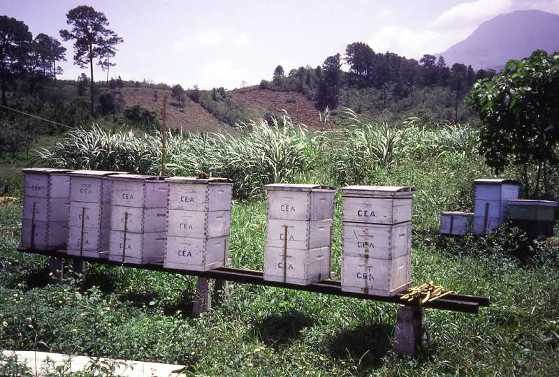 Lake Yojoa