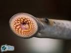 Sea lamprey