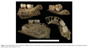 Résultat de recherche d'images pour "shovel shaped incisors"