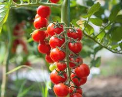 Image of Cherry tomato seeds