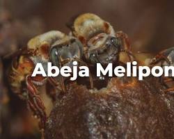 Imagen de Melipona beecheii, la abeja sin aguijón de Yucatán