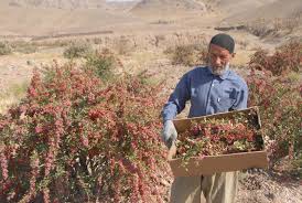 نتیجه تصویری برای خورش آلو اسفناج با مرغ
