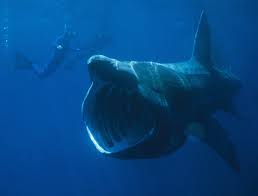Image result for australia whale sharks