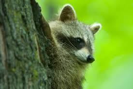 Québec Issues Warning to 18 Municipalities in Estrie Regarding Rabid Raccoons - 1