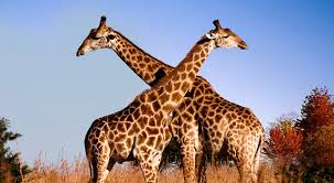 Image result for What do giraffes look like?