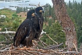 Jackie and Shadow fled during Big Bear fireworks but returned to nest and eaglets the next day