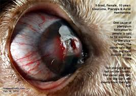 Image result for eyeball enucleation cattle