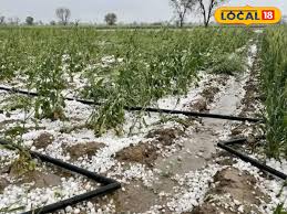 राजस्थान का मौसम: राजस्थान में फिर बिगड़ा मौसम, 9 जिलों में ओलावृष्टि, 13 जिलों में बारिश से फसलों को नुकसा...
