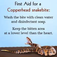 Résultat de recherche d'images pour "copperhead bites"