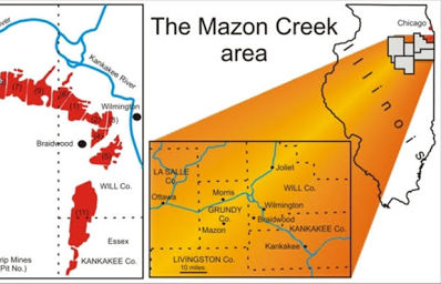 Mazon Creek flora - Field Museum