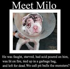 animal cruelty quotes - Google Search | Help the animals ... via Relatably.com