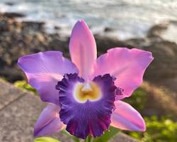 Gambar Cattleya orchid