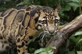 Image result for clouded leopard
