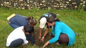 Image result for Tree plantation