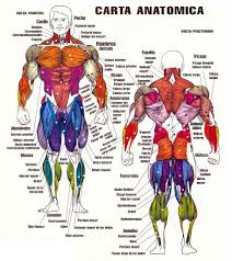 Resultado de imagen para cuerpo humano