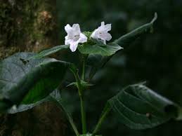 Image result for Acanthopale pubescens