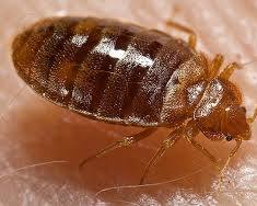 Image of bed bug